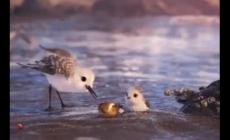 皮克斯動畫短片《鷸》觀后感600字