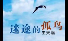 迷途的孤鳥歌詞 迷途的孤鳥歌詞完整版及表達的情感
