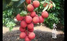 廣州有哪些特色水果特產(chǎn)？介紹一下吧