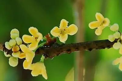 用莫非造句子三年級簡短（精選36句）