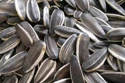 炒瓜子用鹽還是沙子好 炒瓜子用鹽還是沙子好吃