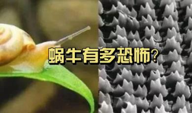 牙齒最多的動物是什么動物