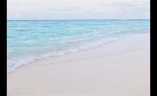 衣錦還鄉(xiāng)打一個(gè)動(dòng)物（衣錦還鄉(xiāng)是什么動(dòng)物）