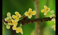 用莫非造句子三年級簡短（精選36句）