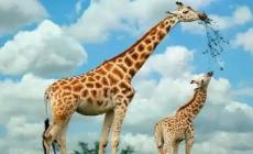 世界上最高的動物長頸鹿高多少