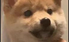 沖三小是什么意思 臺灣人罵沖三小是什么意思