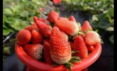 丹東草莓每年幾月份有 草莓每年幾月份有