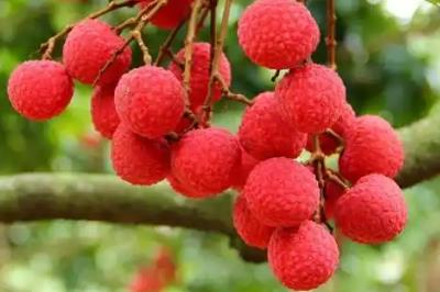 廣西梧州江口荔枝多少錢一斤