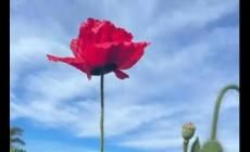 英文單詞enthusiastic如何記憶比較準(zhǔn)又快？