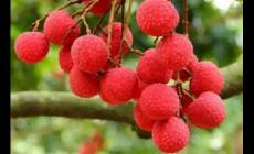 廣西梧州江口荔枝多少錢一斤？