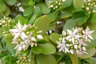 玉樹花可以放在室內嗎 玉樹花放在房間里好不好