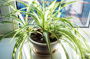 吊蘭放在家里吉祥嗎 吊蘭不進宅的原因