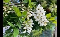 洋槐花一般在幾月份盛開 洋槐花開花時間在什么時候