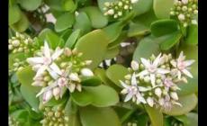 玉樹花可以放在室內嗎 玉樹花放在房間里好不好