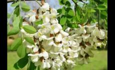 槐花樹一般長(zhǎng)在哪個(gè)地方 槐花樹一般長(zhǎng)在哪個(gè)地方呢