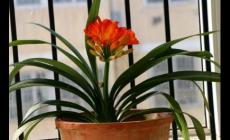 排名第一最好的鎮宅花草 排名第一最好鎮宅花草是