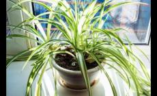 吊蘭放在家里吉祥嗎 吊蘭不進(jìn)宅的原因