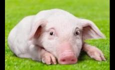 七九一起二在上是什么生肖正確答案?七九一起二在上猜生肖