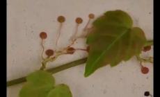 爬山虎的腳有多可怕 爬山虎的腳到底長(zhǎng)什么樣