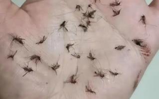 很小很小的小蚊子怎么去除 很小的蚊子怎么消滅