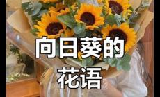 向日葵的寓意 向日葵花語最火的一句