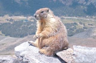 什么是嚙齒類動物有哪些種類 嚙齒類動物什么意思