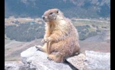 什么是嚙齒類動物有哪些種類 嚙齒類動物什么意思