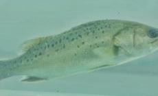 白蕉鎮(zhèn)的海鱸魚多少錢一斤 白蕉海鱸魚多少錢一斤啊