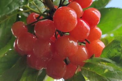 酸櫻桃的功效與作用是什么 酸櫻桃的功效與作用是什么呢