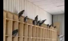 內蒙古賽飛亞信鴿公棚網站入口 內蒙古賽飛亞信鴿公棚網站介紹