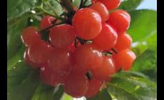 酸櫻桃的功效與作用是什么 酸櫻桃的功效與作用是什么呢