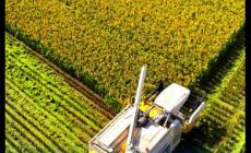 鄉(xiāng)村振興的英語怎么說 鄉(xiāng)村振興用英語怎么說